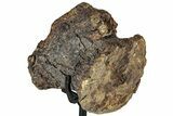 Long Allosaurus Caudal Vertebra With Stand - Wyoming #325124-2